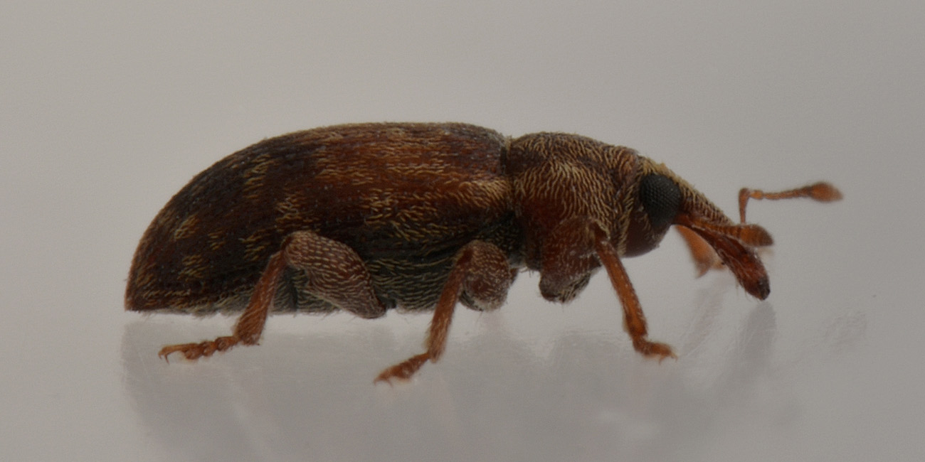 Curculionidae:  Dorytomus nebulosus